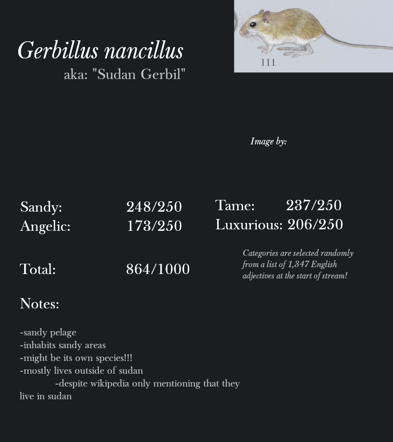 Gerbillus nancillus